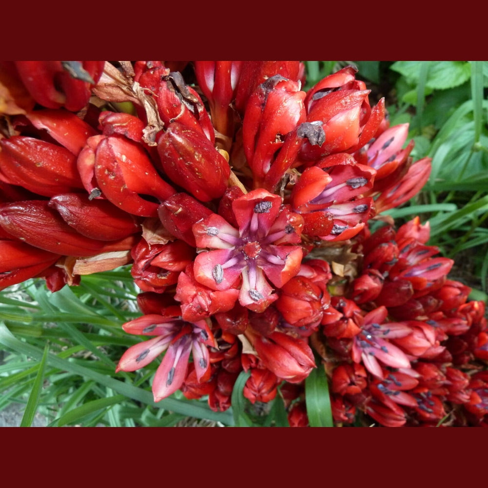 spear lily flower Doryanthes palmeri 'Spear Lily' Seeds – D&H Seed Harvest Co