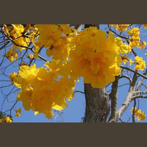 Tabebuia Chrysantha 'Golden Trumpet Tree' Seeds