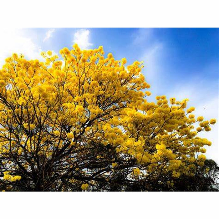 Tabebuia Chrysantha 'Golden Trumpet Tree' Seeds