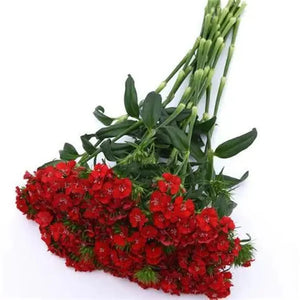 Dianthus 'Tall Single Scarlett Beauty' Seeds