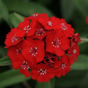 Dianthus 'Tall Single Scarlett Beauty' Seeds