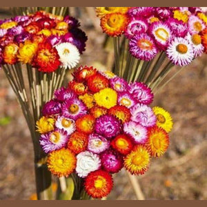 SAMPLE SIZE Everlasting Paper Daisy Strawflower 'Tall Mix' Seeds