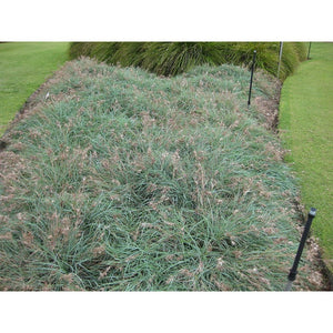 Themeda Triandra florets 'Kangaroo Grass' Seeds