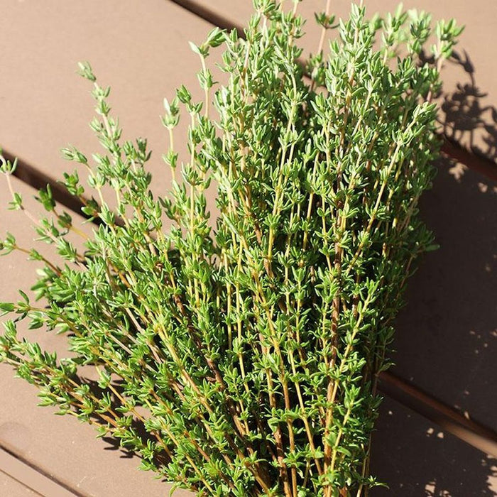 Thyme ‘Ayelet - Pot Type’ Seeds