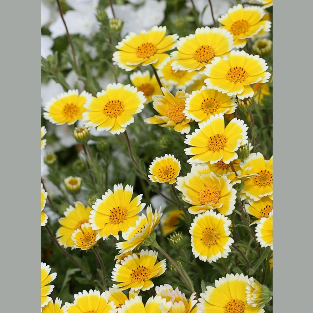 Layia Platyglossa 'Tidy Tips' – D&H Seed Harvest Co