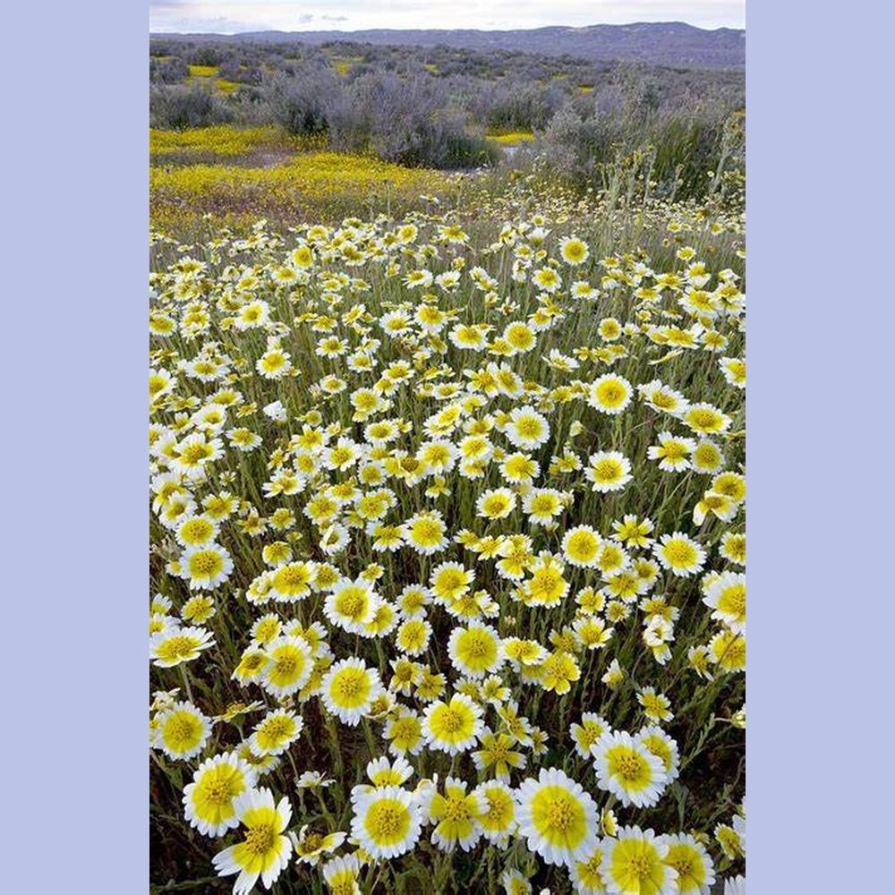 Layia Platyglossa 'Tidy Tips' – D&H Seed Harvest Co