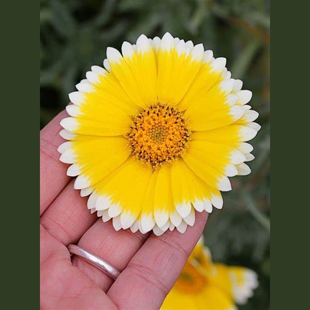Layia Platyglossa 'Tidy Tips' – D&H Seed Harvest Co