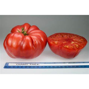 Tomato 'Giant Tree' Seeds