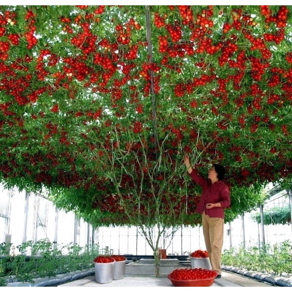 Stromato Tree Indian Tomato Tree