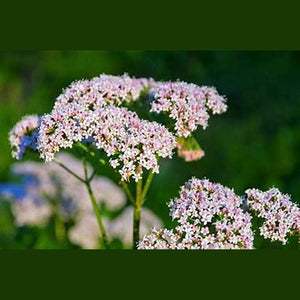 Valeriana Officinalis 'Valerian' Seeds