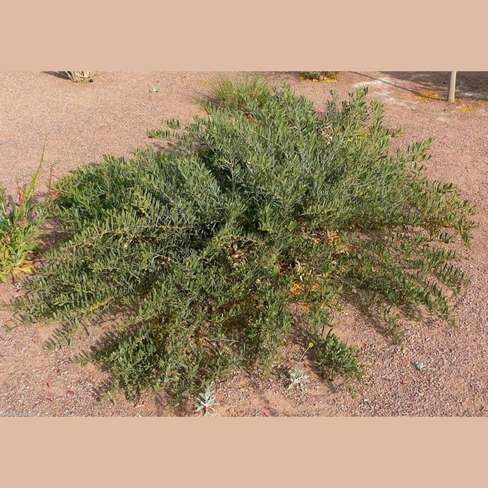 Acacia redolens (low form ground cover) 'Vanilla Wattle' Seeds