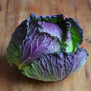 Cabbage 'Savoy Verona Purple' Seeds