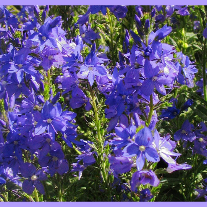 Veronica 'Royal Blue' Seeds