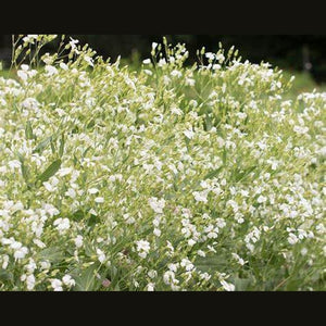Saponaria 'White Beauty' Seeds