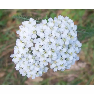 Achillea millefolium 'Yarrow White' Seeds