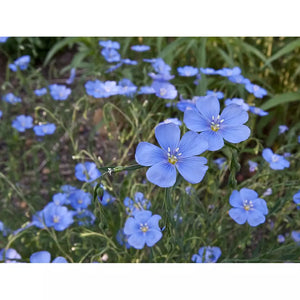 Wildflowers | Seed Sample Sprinkle Mix 50 Seeds – D&H Seed Harvest Co