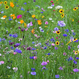 Wildflowers | Seed Sample Sprinkle Mix 50 Seeds
