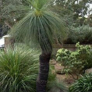 Xanthorrhoea Resinosa ‘Dwarf Blackboy Grass Tree’