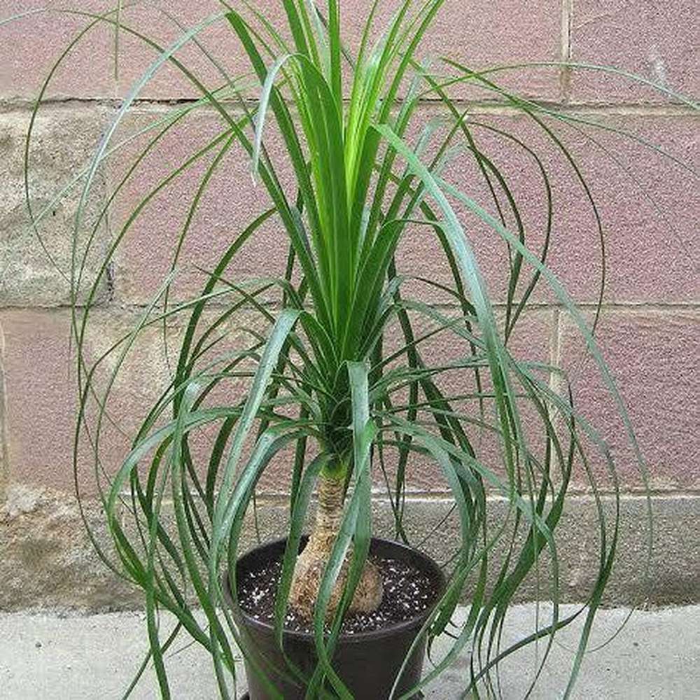 harvesting ponytail palm seeds Pony Tail Palm Seeds – D&H Seed Harvest Co