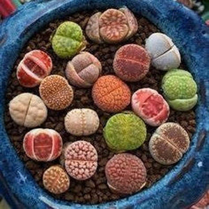 Lithops Succulent Mixed Seed Packets