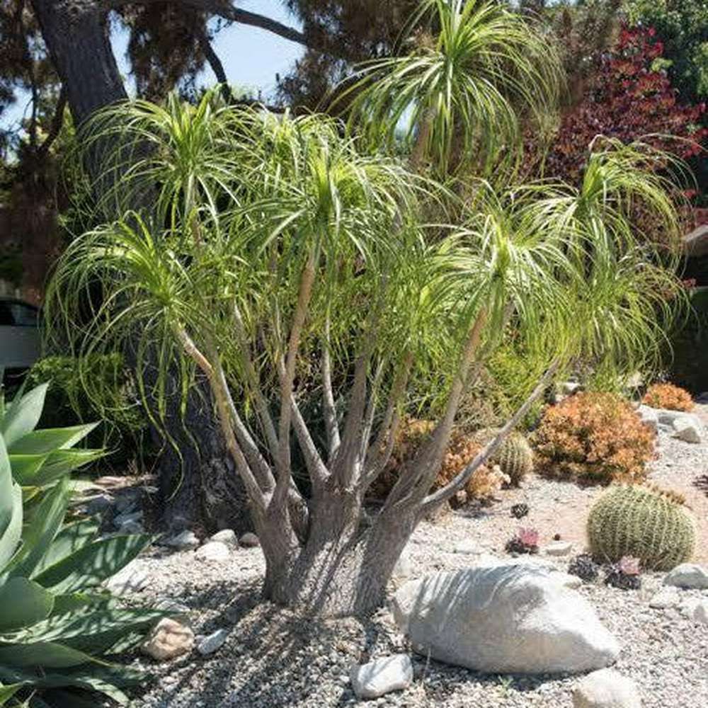 harvesting ponytail palm seeds Pony Tail Palm Seeds – D&H Seed Harvest Co