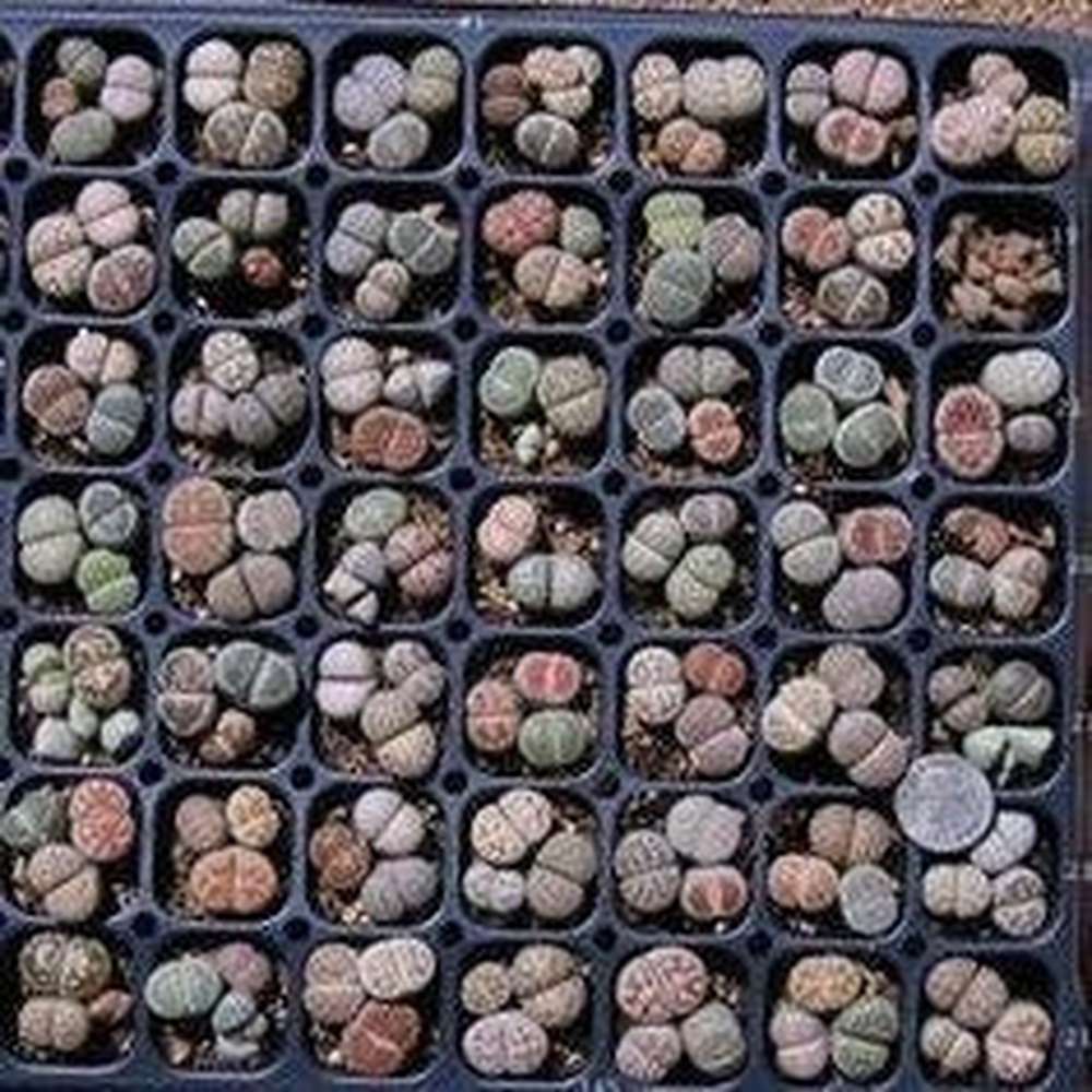 lithops succulents seeds Lithops Succulent Mixed Seed Packets – D&H Seed Harvest Co