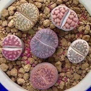 Lithops Succulent Mixed Seed Packets