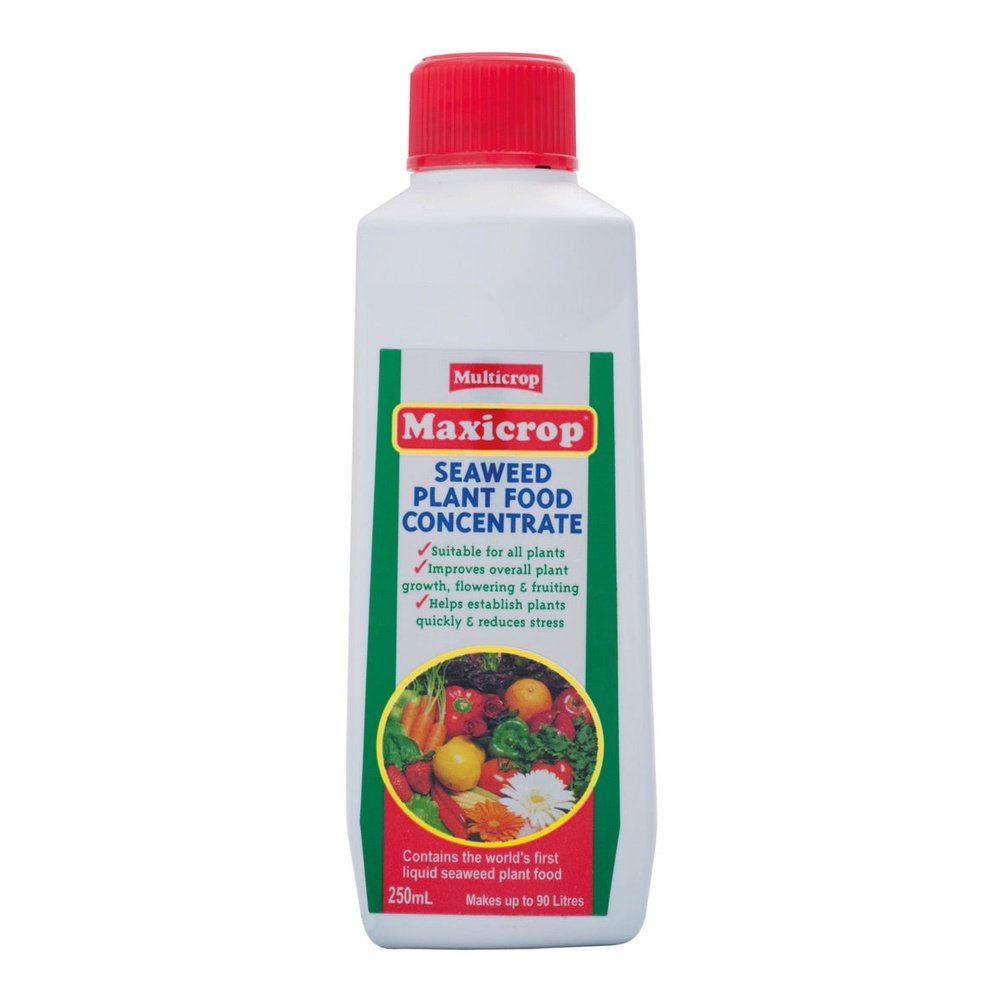 common indoor plants in india Maxicrop Seaweed Plant Food Concentrate Plant