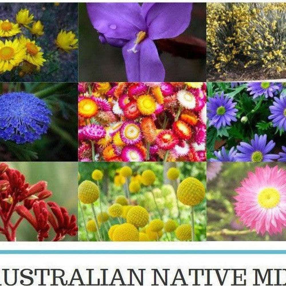 australian native plant seeds Australian Native Garden Seed Mix – D&H Seed Harvest Co