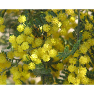 Acacia Cardiophylla 'Wyalong Wattle' Seeds
