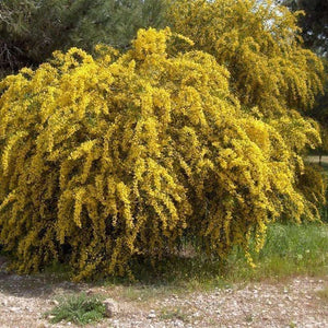 Acacia Salinga 'Orange Wattle' Seeds