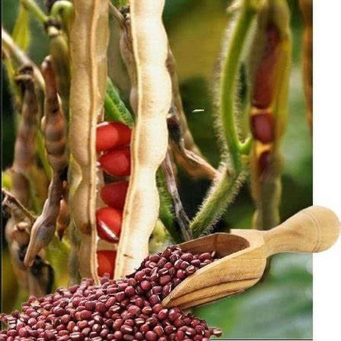 Bean 'Adzuki' Seeds