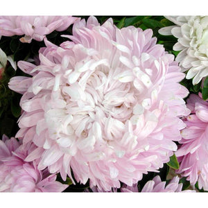 Aster 'Tall Paeony Duchesse Mix' Seeds