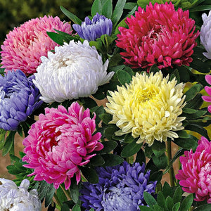 Aster 'Tall Paeony Duchesse Mix' Seeds
