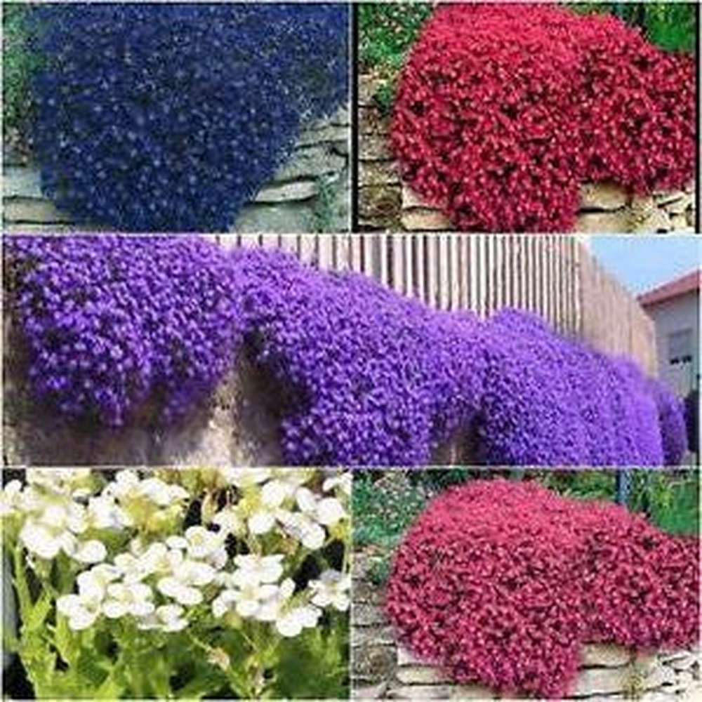 planting aubrieta seeds Aubrieta 'Hybrida Mix' Seeds – D&H Seed Harvest Co