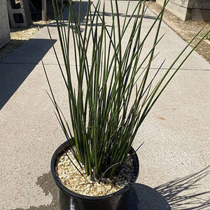Baumea Articulata 'Jointed Twig Rush' Aquatic Plant