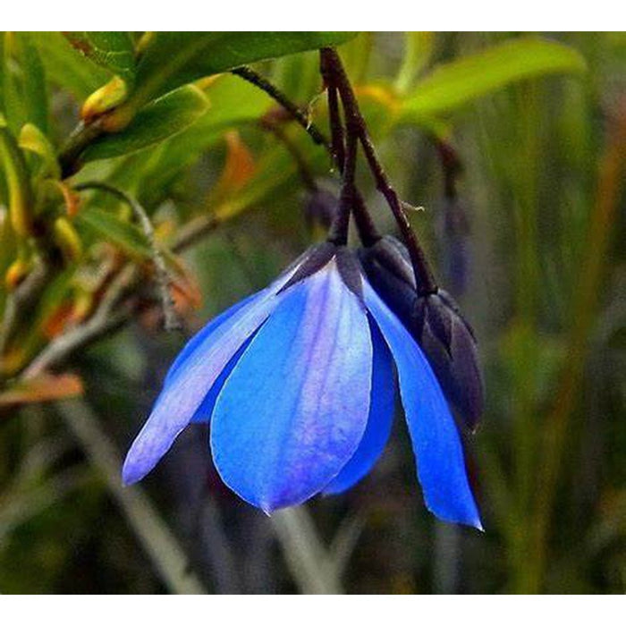 Billardiera heterophylla 'Dainty Blue Bell Creeper' Seeds