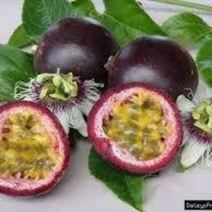 Passiflora Edulis 'Black Passionfruit' Seeds