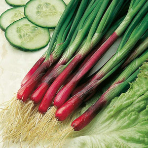 Spring Onion ‘Blood Red’ Seeds