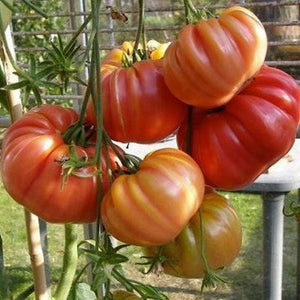 Tomato 'Heirloom Brandywine Pink' Seeds