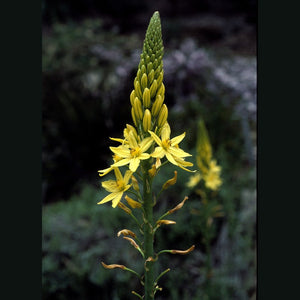 Bulbine Glauca 'Rock Lily' Seeds