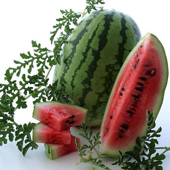 Watermelon 'Bush Jubilee' Seeds