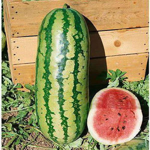 Watermelon 'Bush Jubilee' Seeds