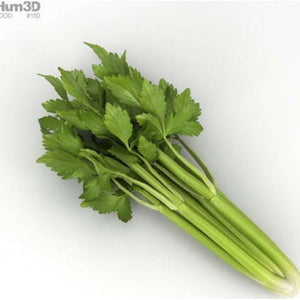 Celery 'Light Green'