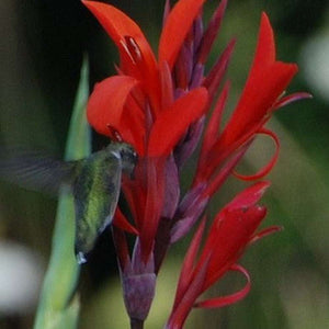 Canna Lily 'Indica Red' Seeds