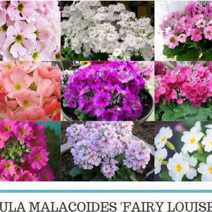 Primula Malacoides 'Fairy Louise Mix'