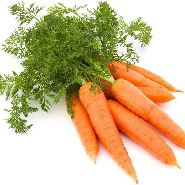 Carrot 'All Seasons' Seeds
