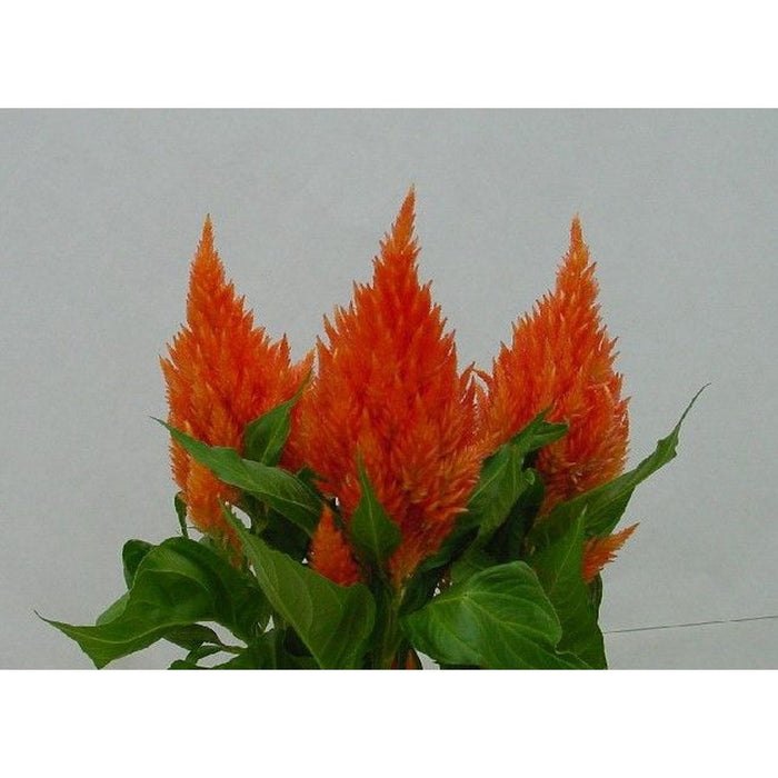 Celosia 'Lilliput Orange Feather' Seeds