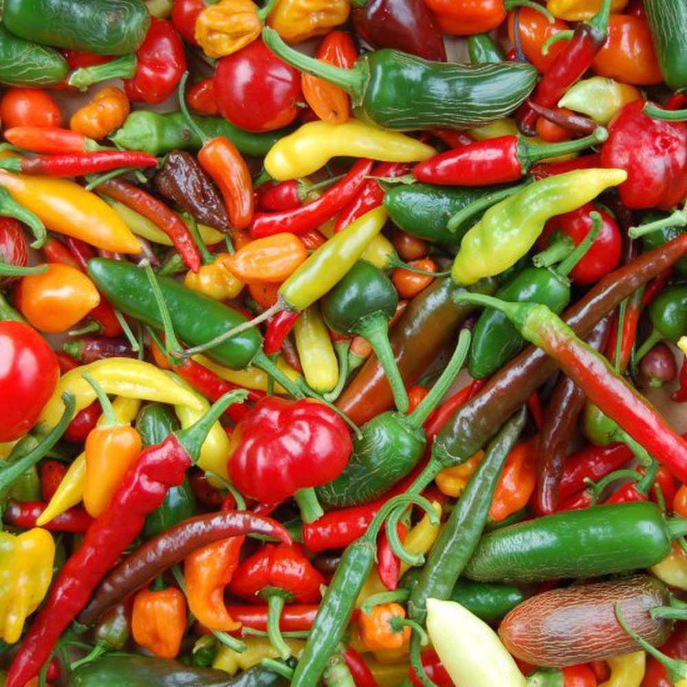 chilli plant seeds Chilli Mix Pack Seeds – D&H Seed Harvest Co