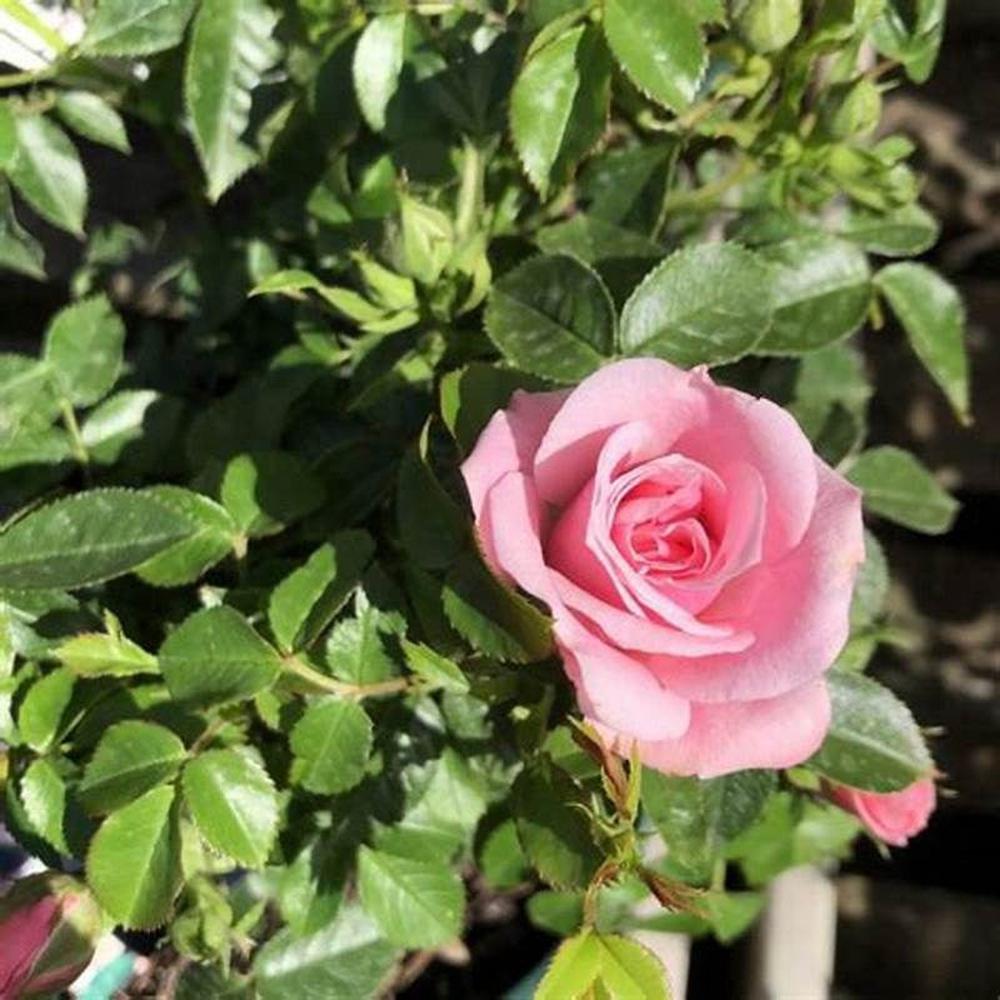 rosa chinensis seeds Chinensis Dwarf 'China Rose Angel Wings' Seeds – D&H Seed Harvest Co